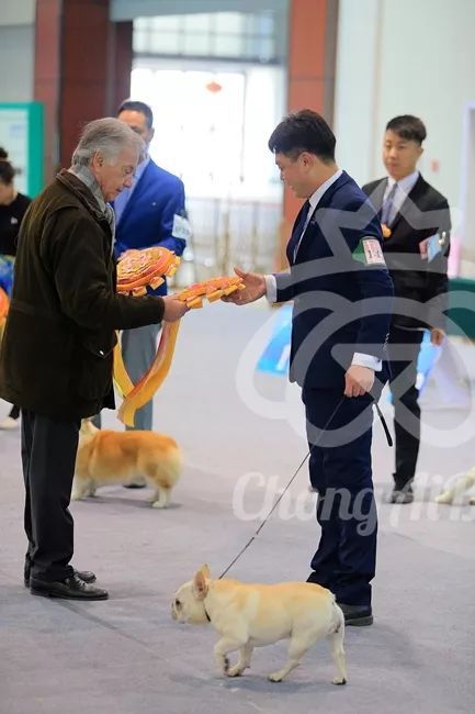 CKU赛事快报 | 3月11日廊坊FCI国际冠军展BIS获奖犬只-9.jpeg