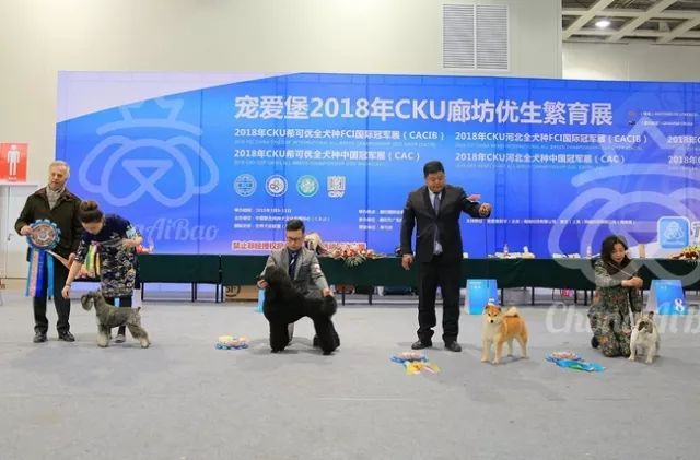 CKU赛事快报 | 3月11日廊坊FCI国际冠军展BIS获奖犬只-12.jpeg