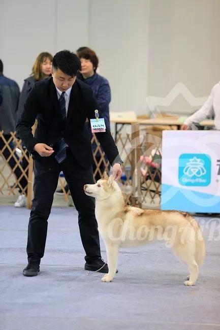 CKU赛事快报 | 3月11日廊坊FCI国际冠军展BIS获奖犬只-11.jpeg