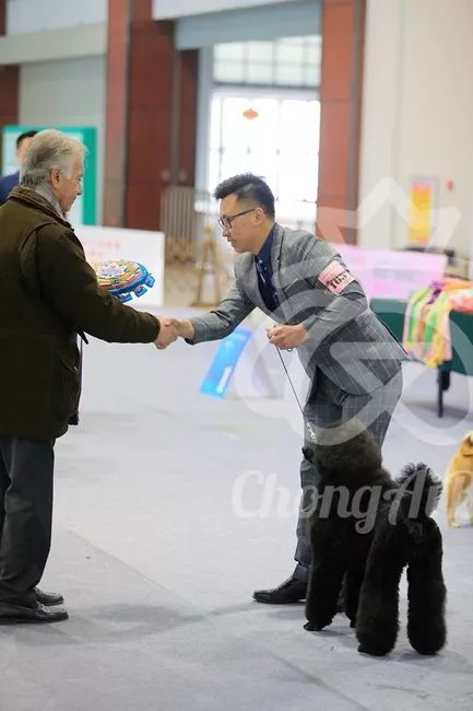 CKU赛事快报 | 3月11日廊坊FCI国际冠军展BIS获奖犬只-14.jpeg