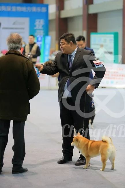 CKU赛事快报 | 3月11日廊坊FCI国际冠军展BIS获奖犬只-15.jpeg