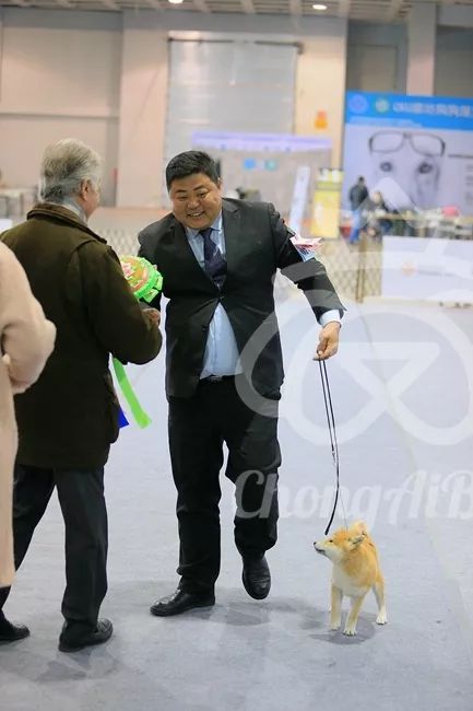CKU赛事快报 | 3月11日廊坊FCI国际冠军展BIS获奖犬只-18.jpeg