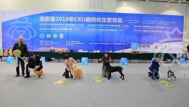 CKU赛事快报 | 3月11日廊坊FCI国际冠军展BIS获奖犬只-17.jpeg