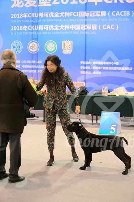 CKU赛事快报 | 3月11日廊坊FCI国际冠军展BIS获奖犬只-20.jpeg