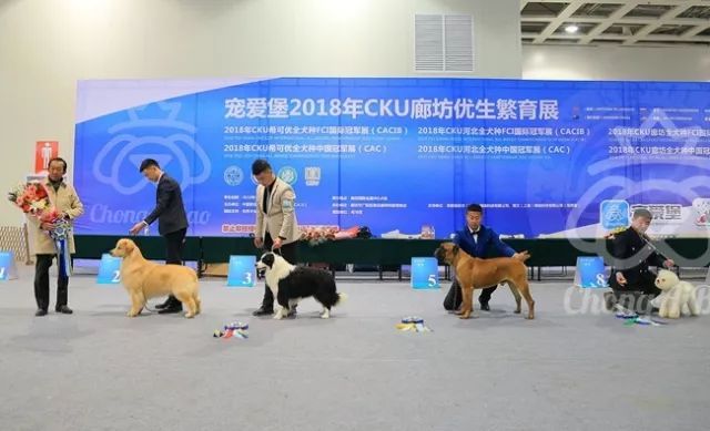 CKU赛事快报 | 3月11日廊坊中国冠军展BIS获奖犬只-2.jpeg