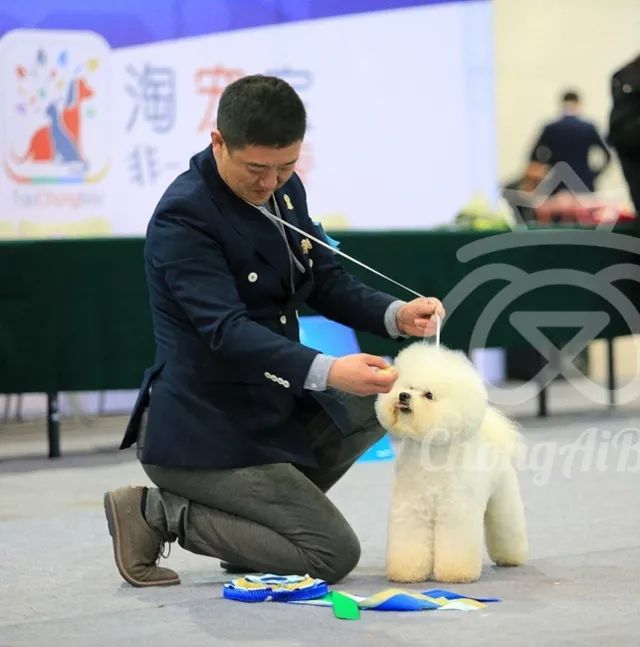 CKU赛事快报 | 3月11日廊坊中国冠军展BIS获奖犬只-6.jpeg