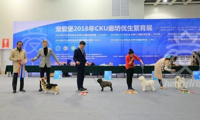 CKU赛事快报 | 3月11日廊坊中国冠军展BIS获奖犬只-7.jpeg
