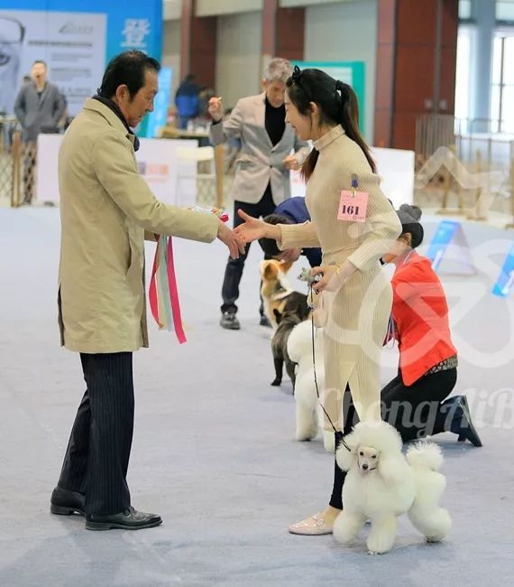 CKU赛事快报 | 3月11日廊坊中国冠军展BIS获奖犬只-11.jpeg