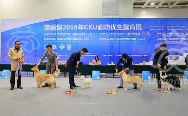 CKU赛事快报 | 3月11日廊坊中国冠军展BIS获奖犬只-12.jpeg