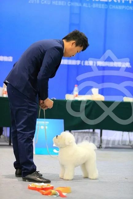 CKU赛事快报 | 3月11日廊坊中国冠军展BIS获奖犬只-14.jpeg