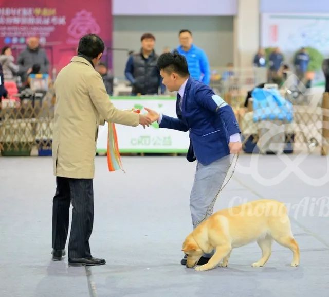 CKU赛事快报 | 3月11日廊坊中国冠军展BIS获奖犬只-15.jpeg