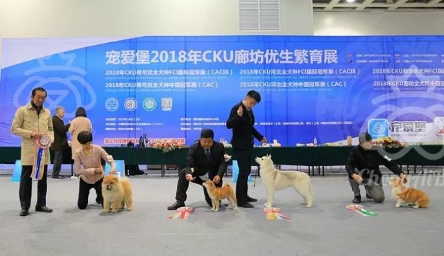CKU赛事快报 | 3月11日廊坊中国冠军展BIS获奖犬只-17.jpeg