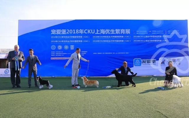 CKU赛事快报 | 3月11日上海中国冠军展BIS获奖犬只-2.jpeg