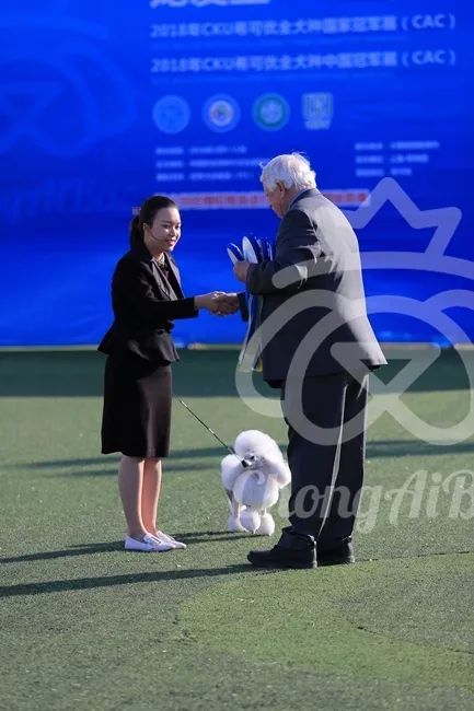 CKU赛事快报 | 3月11日上海中国冠军展BIS获奖犬只-6.jpeg