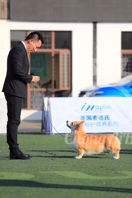 CKU赛事快报 | 3月11日上海中国冠军展BIS获奖犬只-9.jpeg