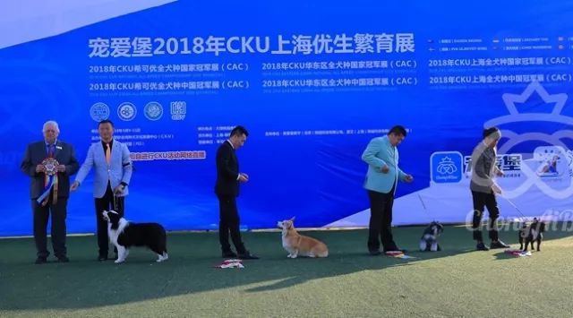 CKU赛事快报 | 3月11日上海中国冠军展BIS获奖犬只-7.jpeg