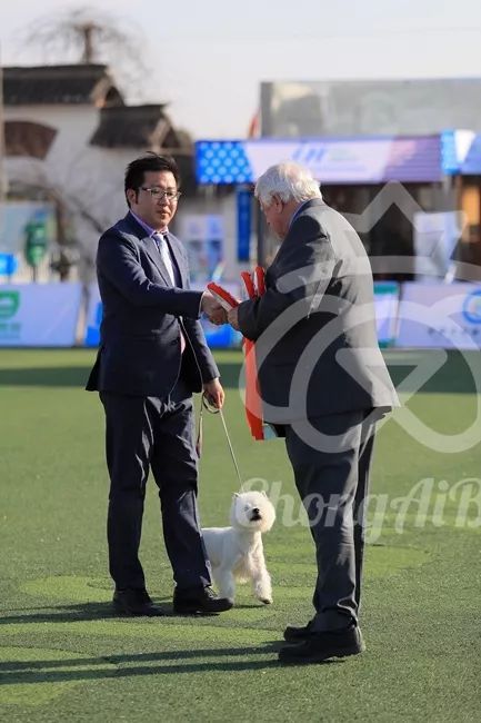 CKU赛事快报 | 3月11日上海中国冠军展BIS获奖犬只-15.jpeg