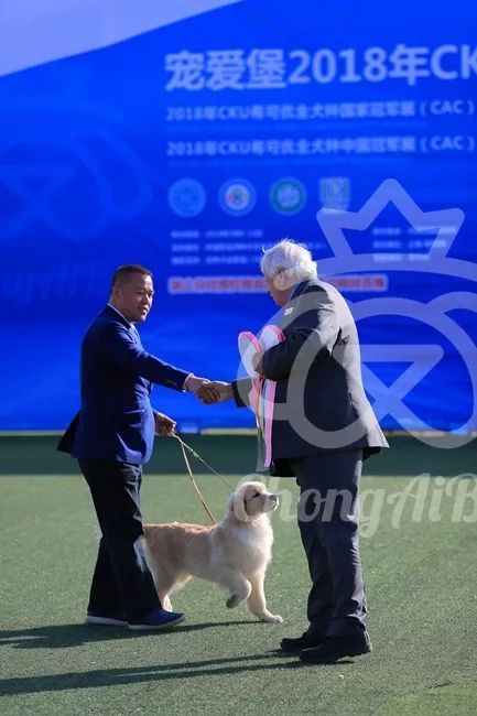 CKU赛事快报 | 3月11日上海中国冠军展BIS获奖犬只-19.jpeg