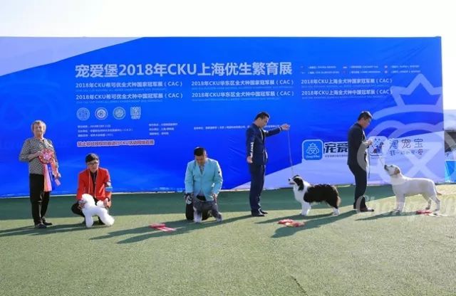 CKU赛事快报 | 3月11日上海国家冠军展BIS获奖犬只-7.jpeg