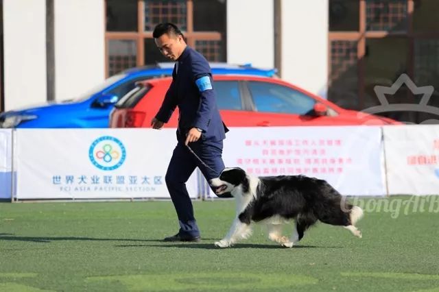 CKU赛事快报 | 3月11日上海国家冠军展BIS获奖犬只-10.jpeg