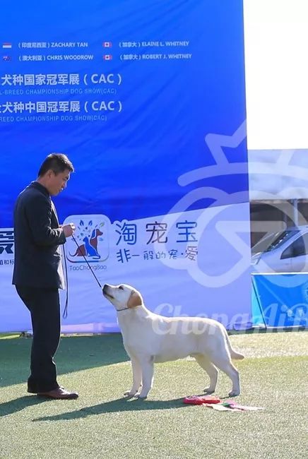 CKU赛事快报 | 3月11日上海国家冠军展BIS获奖犬只-11.jpeg