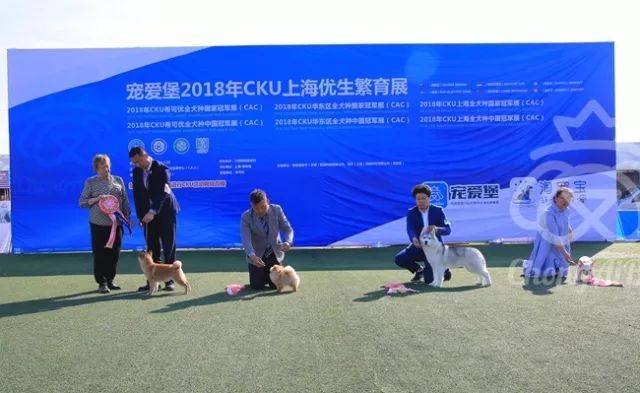 CKU赛事快报 | 3月11日上海国家冠军展BIS获奖犬只-17.jpeg