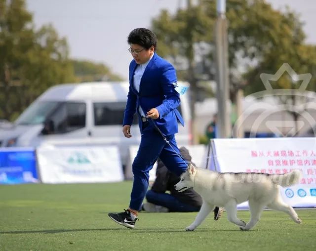 CKU赛事快报 | 3月11日上海国家冠军展BIS获奖犬只-20.jpeg