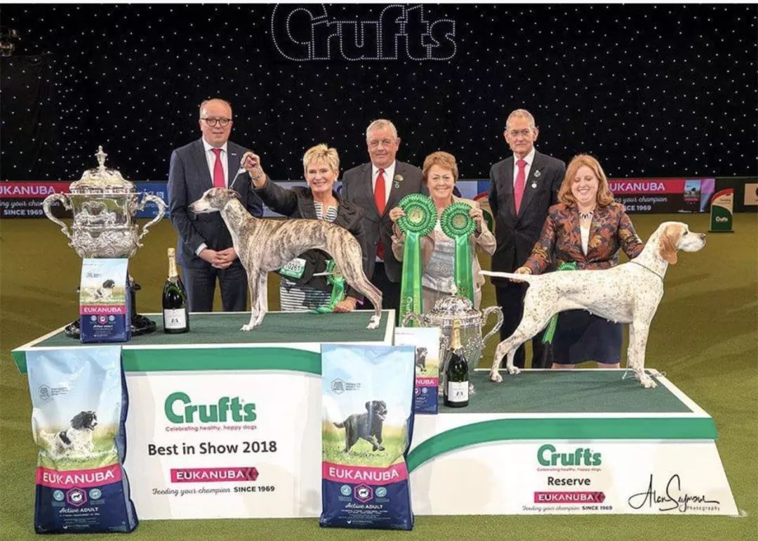 惠比特击败2万只狗，获世界最大犬展Crufts 2018年总冠军-1.jpeg