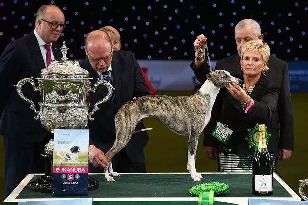 惠比特击败2万只狗，获世界最大犬展Crufts 2018年总冠军-2.jpeg