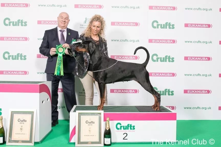惠比特击败2万只狗，获世界最大犬展Crufts 2018年总冠军-5.jpeg