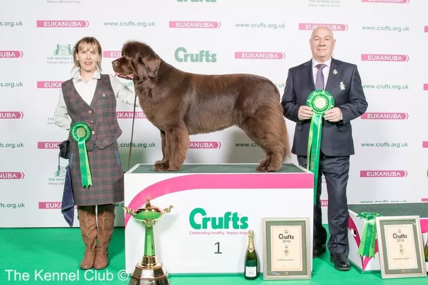 惠比特击败2万只狗，获世界最大犬展Crufts 2018年总冠军-4.jpeg