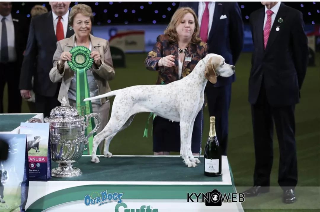 惠比特击败2万只狗，获世界最大犬展Crufts 2018年总冠军-3.jpeg
