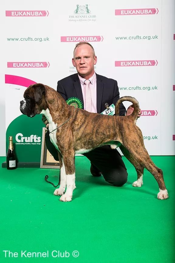 惠比特击败2万只狗，获世界最大犬展Crufts 2018年总冠军-6.jpeg