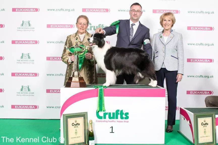 惠比特击败2万只狗，获世界最大犬展Crufts 2018年总冠军-8.jpeg