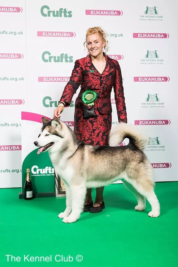 惠比特击败2万只狗，获世界最大犬展Crufts 2018年总冠军-7.jpeg