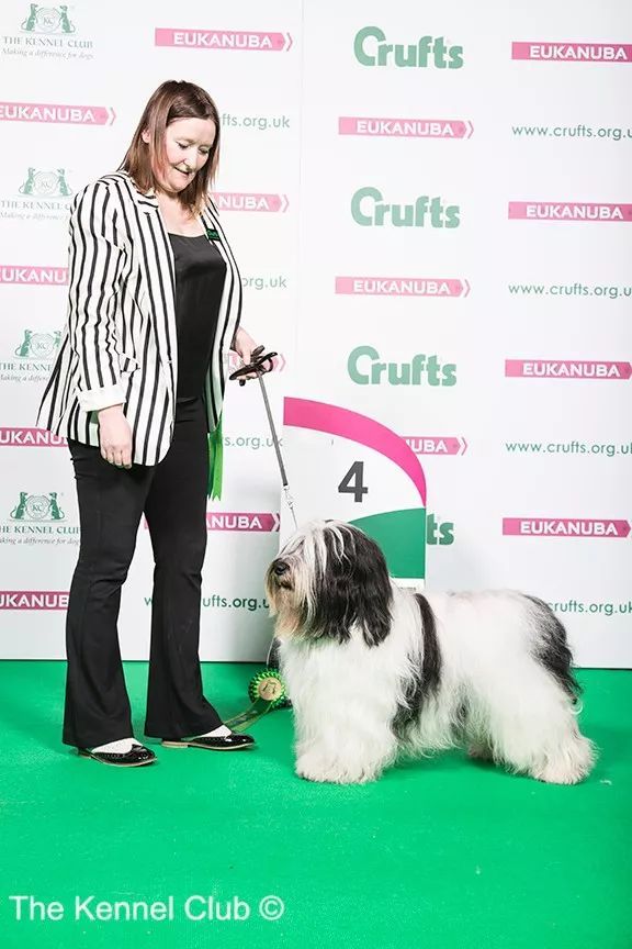 惠比特击败2万只狗，获世界最大犬展Crufts 2018年总冠军-11.jpeg