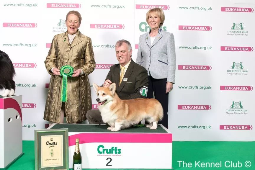 惠比特击败2万只狗，获世界最大犬展Crufts 2018年总冠军-9.jpeg
