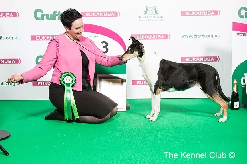 惠比特击败2万只狗，获世界最大犬展Crufts 2018年总冠军-10.jpeg