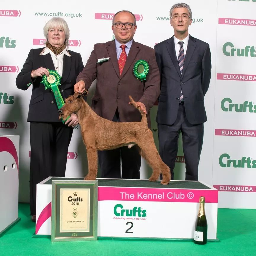 惠比特击败2万只狗，获世界最大犬展Crufts 2018年总冠军-13.jpeg