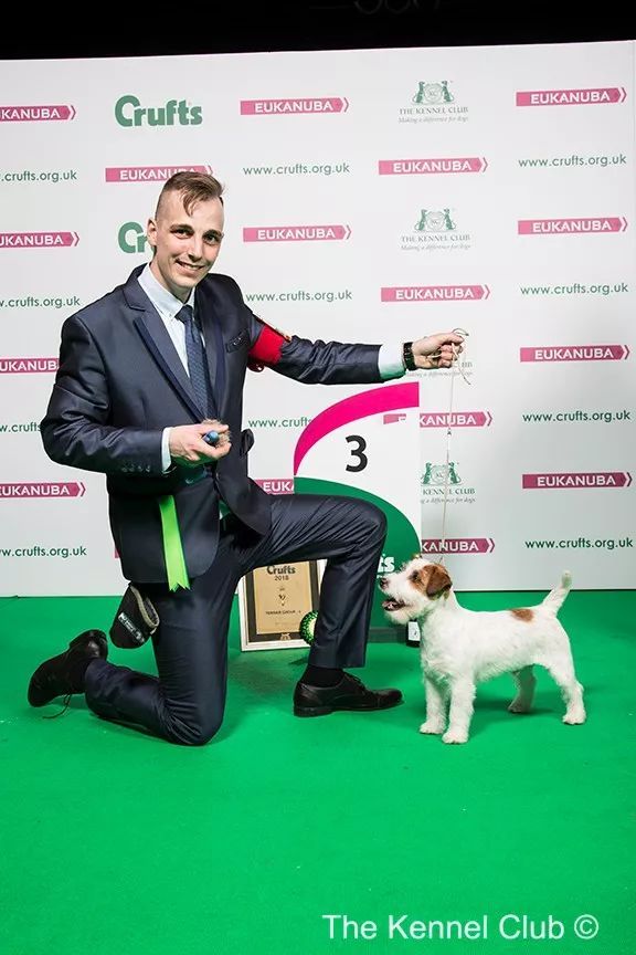 惠比特击败2万只狗，获世界最大犬展Crufts 2018年总冠军-14.jpeg