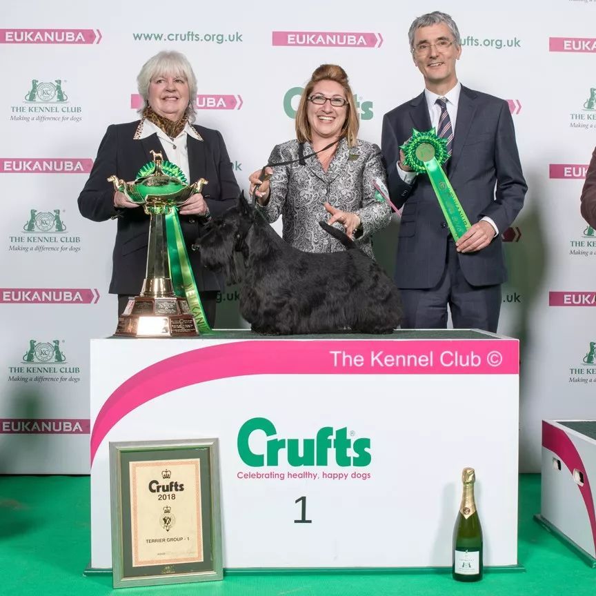惠比特击败2万只狗，获世界最大犬展Crufts 2018年总冠军-12.jpeg