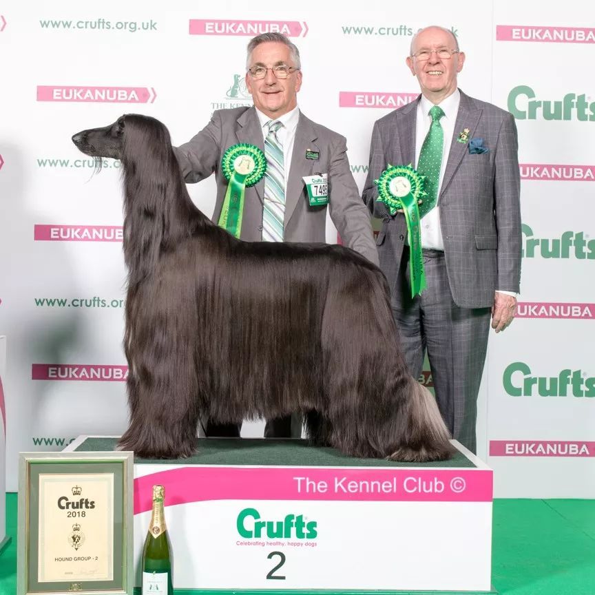 惠比特击败2万只狗，获世界最大犬展Crufts 2018年总冠军-17.jpeg