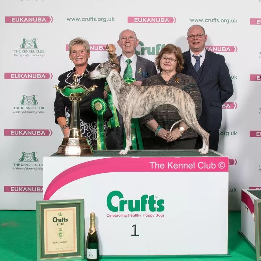 惠比特击败2万只狗，获世界最大犬展Crufts 2018年总冠军-16.jpeg