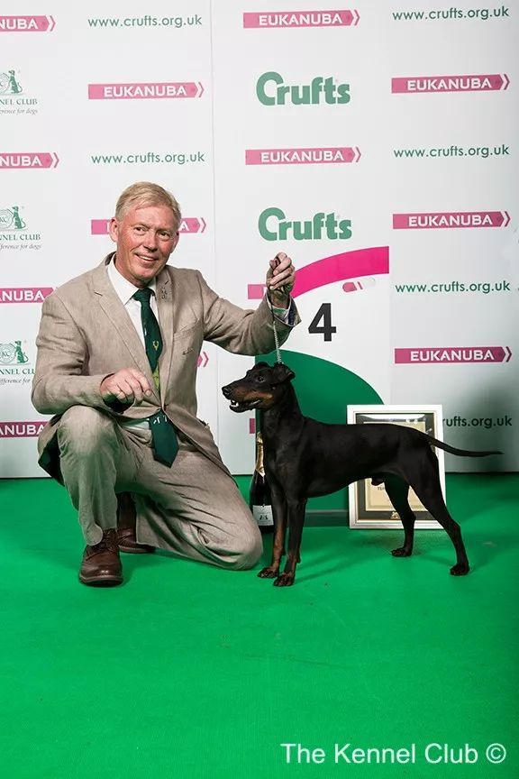 惠比特击败2万只狗，获世界最大犬展Crufts 2018年总冠军-15.jpeg