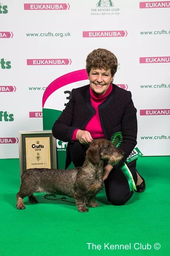 惠比特击败2万只狗，获世界最大犬展Crufts 2018年总冠军-18.jpeg