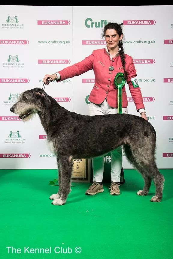 惠比特击败2万只狗，获世界最大犬展Crufts 2018年总冠军-19.jpeg