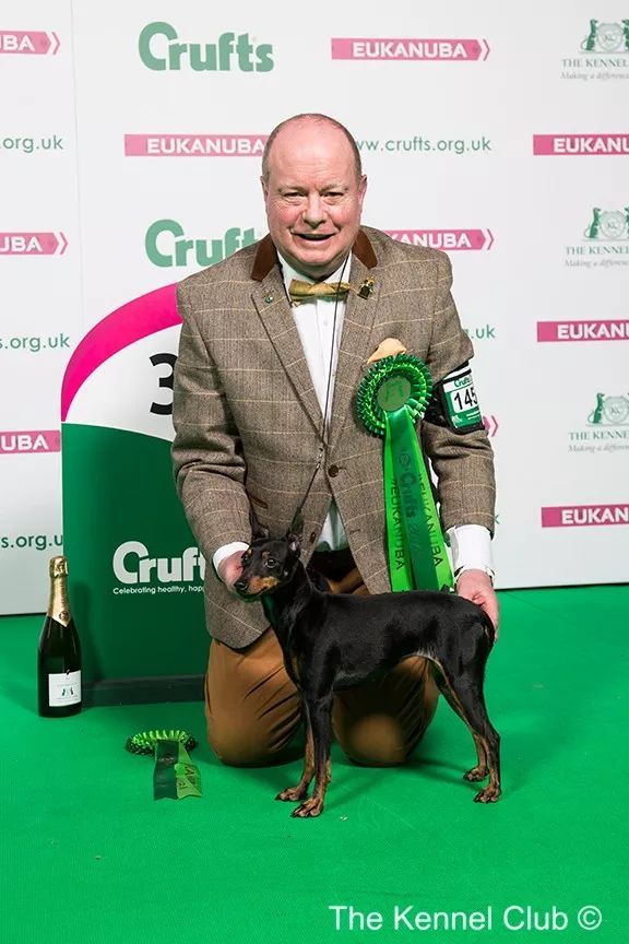 惠比特击败2万只狗，获世界最大犬展Crufts 2018年总冠军-22.jpeg