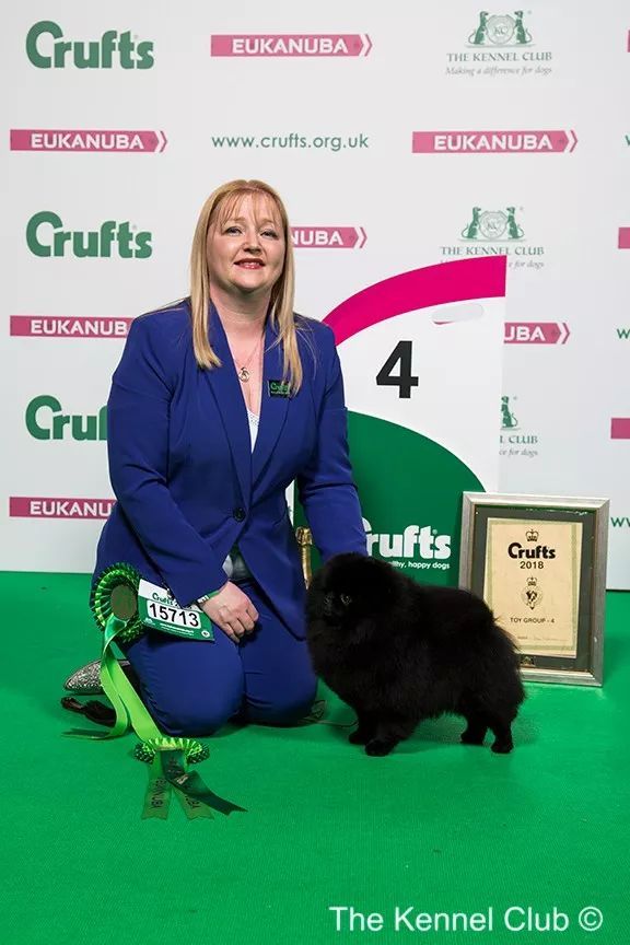 惠比特击败2万只狗，获世界最大犬展Crufts 2018年总冠军-23.jpeg