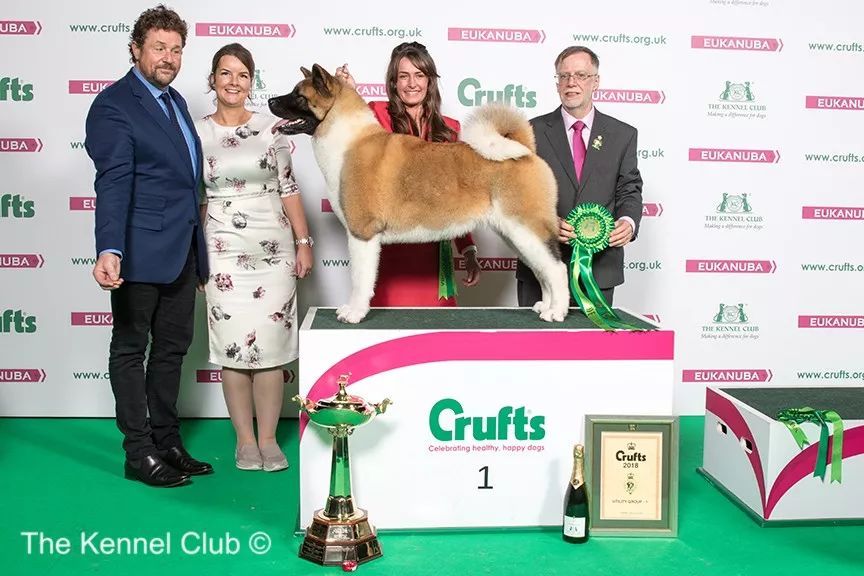 惠比特击败2万只狗，获世界最大犬展Crufts 2018年总冠军-24.jpeg