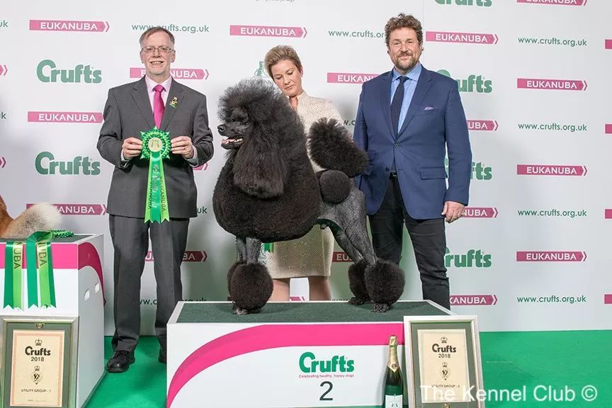 惠比特击败2万只狗，获世界最大犬展Crufts 2018年总冠军-25.jpeg